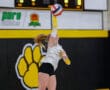 Volleyball player executes powerful jump serve in a gym with yellow paw logo in background.