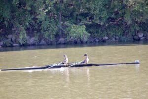 Two rowers in a scull boat on a river, competing in a race against a lush green wooded background.