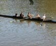 Team of rowers in a long boat on a sunny day, practicing on calm waters with synchronized strokes.