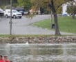 Rowing team competes on a calm lake with cars and geese visible on the shore in the background.