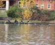 Rowing team practicing on a calm lake with autumn foliage and rustic cabin in the background.