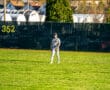 A baseball player stands in the outfield on a sunny day, ready for action. Green grass and a fence in the background.